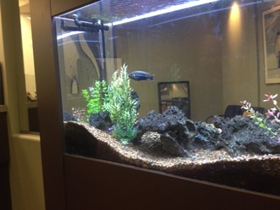 Photo of healthy fish in the tank at Discovery Pediatrics